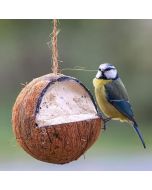 Whole Suet Filled Coconuts for Wild Birds
