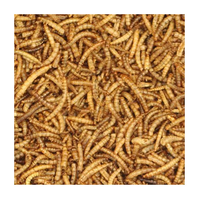 Dried Mealworms for Birds