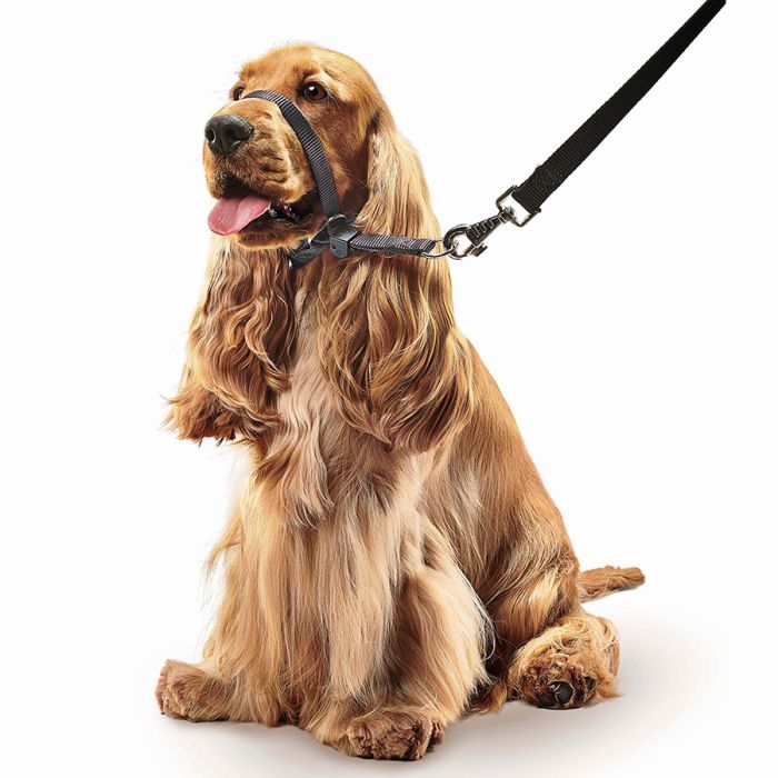 Gentle Leader Head Collar