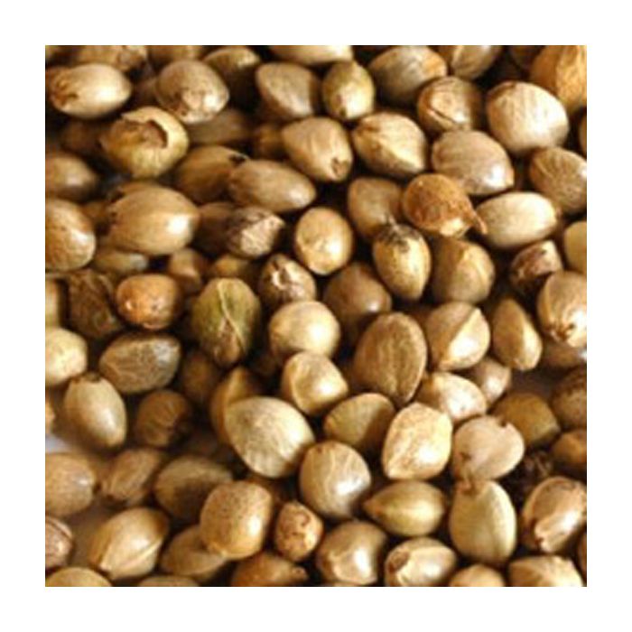 Hemp Seed for Birds