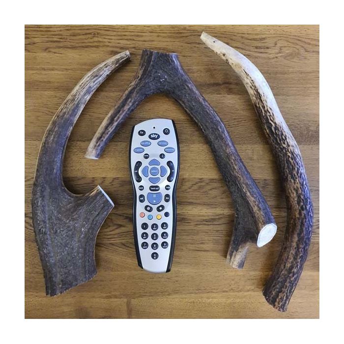 Jumbo Antlers for Dogs - XX Large