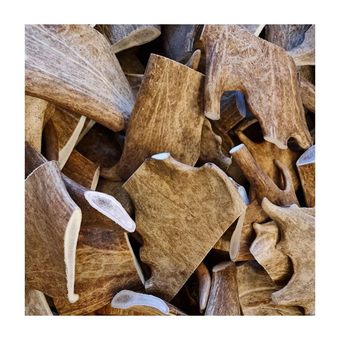 Jumbo & XL Fallow Deer Antler