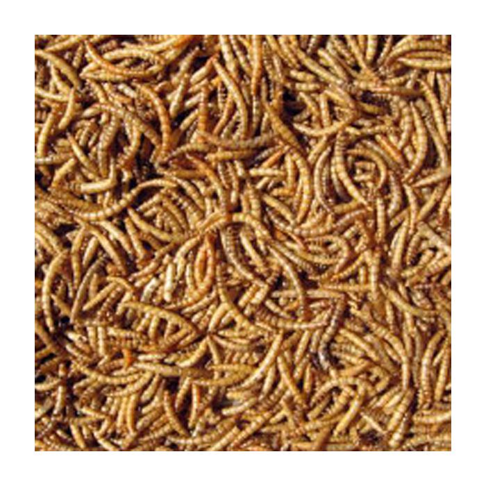 Dried Mealworms