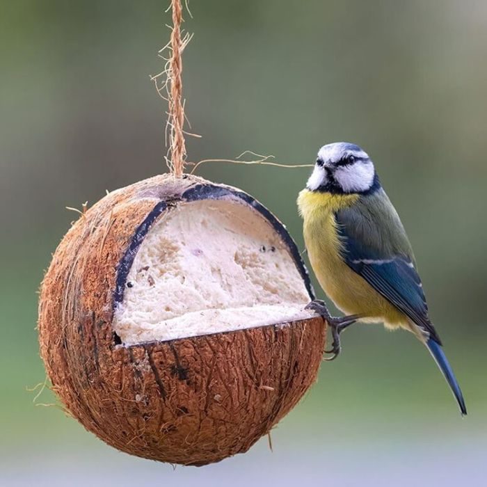Whole Suet Filled Coconuts for Wild Birds