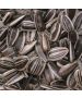 Striped Sunflower Seeds 10kg
