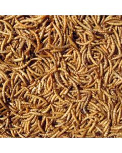 Dried Mealworms
