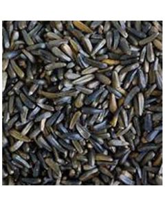 Niger Seed